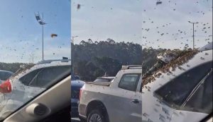 Enxame de abelhas “ataca” carro estacionado em loja de SC e assusta cliente