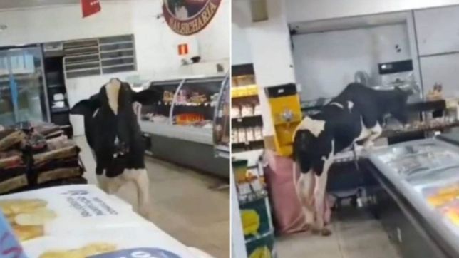 Boi invade supermercado e causa tumulto