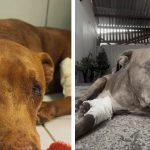 Cão enterrado vivo em bairro de Cuiabá morre após cinco dias de internação; veja vídeo