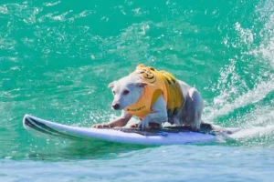 Lenda do surfe canino, Sugar morre aos 16 anos após carreira com 19 títulos