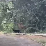 Batalhão Ambiental faz buscas após relato de onça-preta; veja vídeo