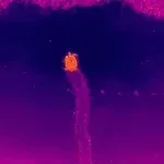 Universidade usa drones e inteligência artificial para monitorar desova de tartarugas; veja vídeo