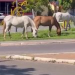 A internet não para e um novo meme, com a legenda 'Tudo normal no Ipase', está c em destaque