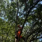 Gato fica preso a 15 metros, bombeiros salvam animal e felino foge após resgate; veja vídeo