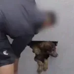 Cadela é resgatada de parede concretada após passar dias desaparecida; veja vídeo