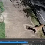 Onça-parda circula em condomínio de luxo e preocupa moradores; veja vídeo