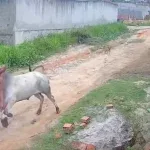 Boi ataca homem na rua e câmera registra momento; veja vídeo