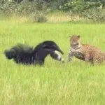 Onça-pintada e tamanduá protagonizam encontro raro no Pantanal; veja vídeo