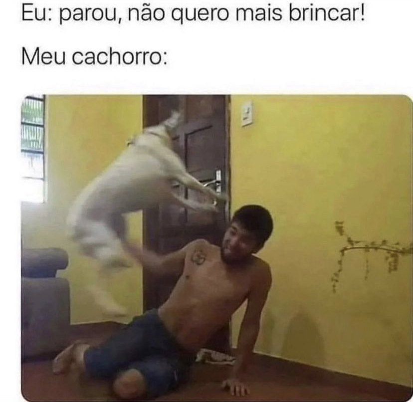 Meu cachorro quando eu quero parar de brincar