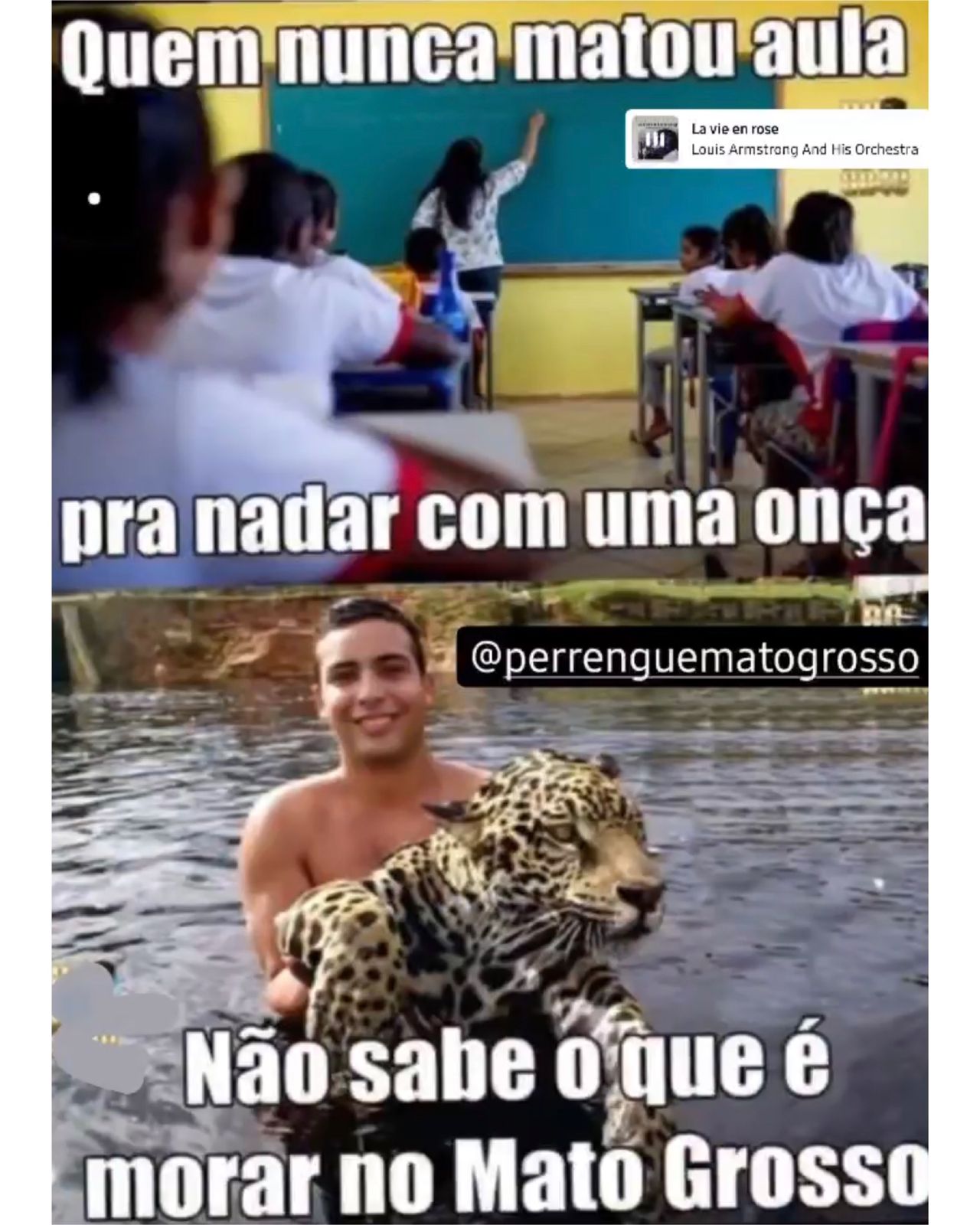 Se não matou aula pra nadar com onça, não é matogrossensse
