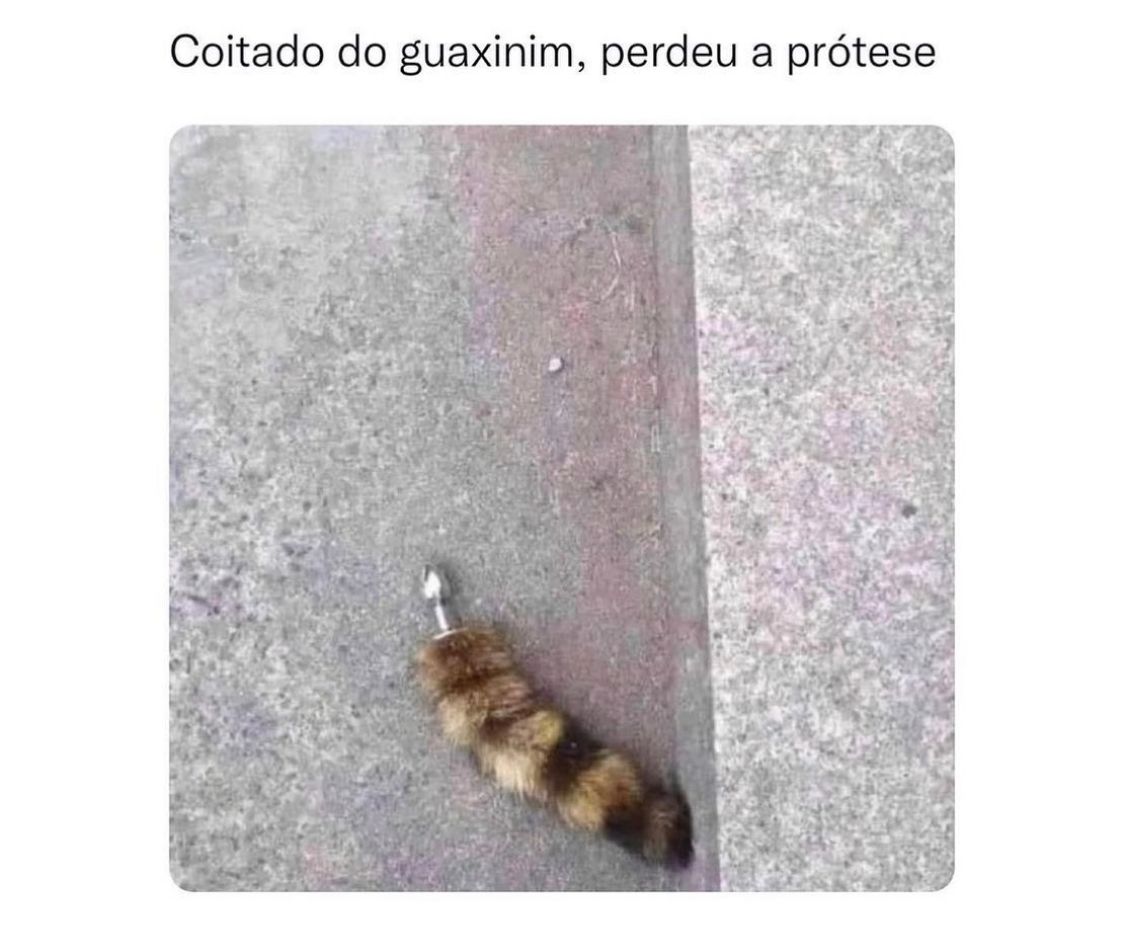 Coitado do Guaxinim