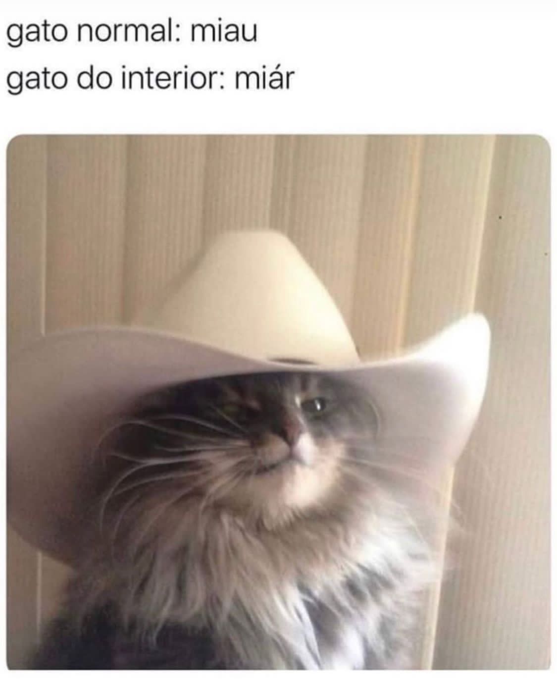 Miaar