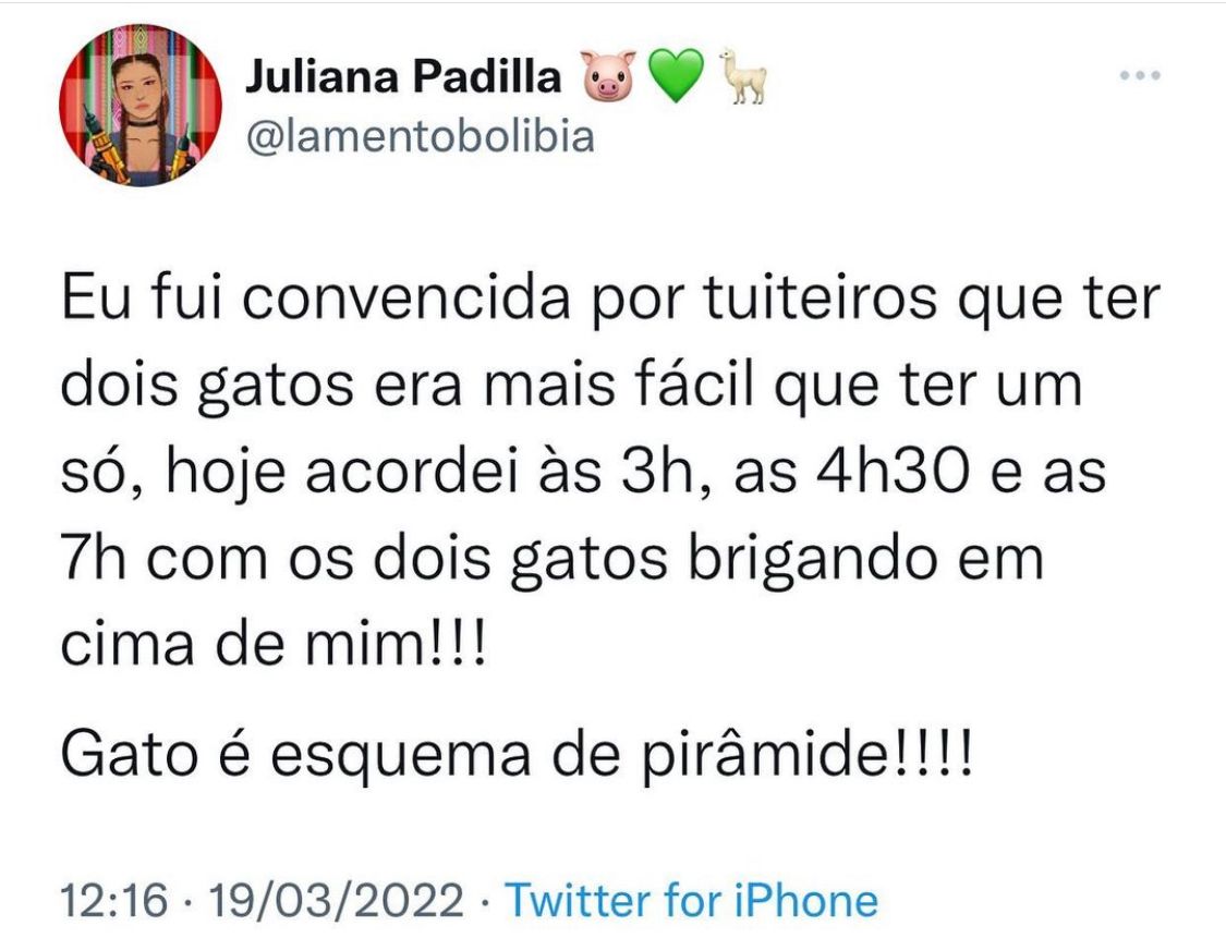 Gato é esquema de pirâmide
