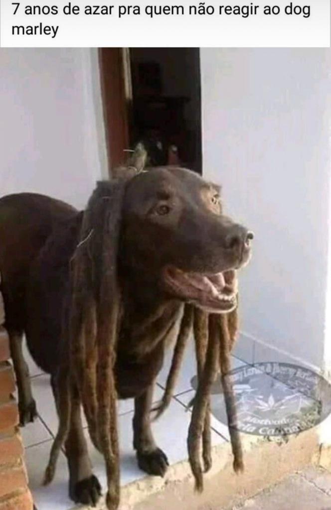 Mande o Dog Marley para um amigo ou terá 7 anos de azar
