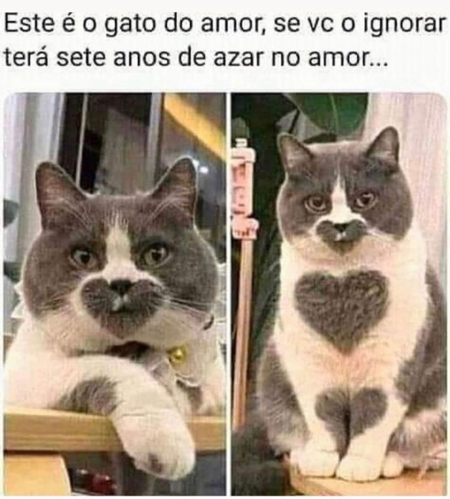 Reaja ao gatinho do amor