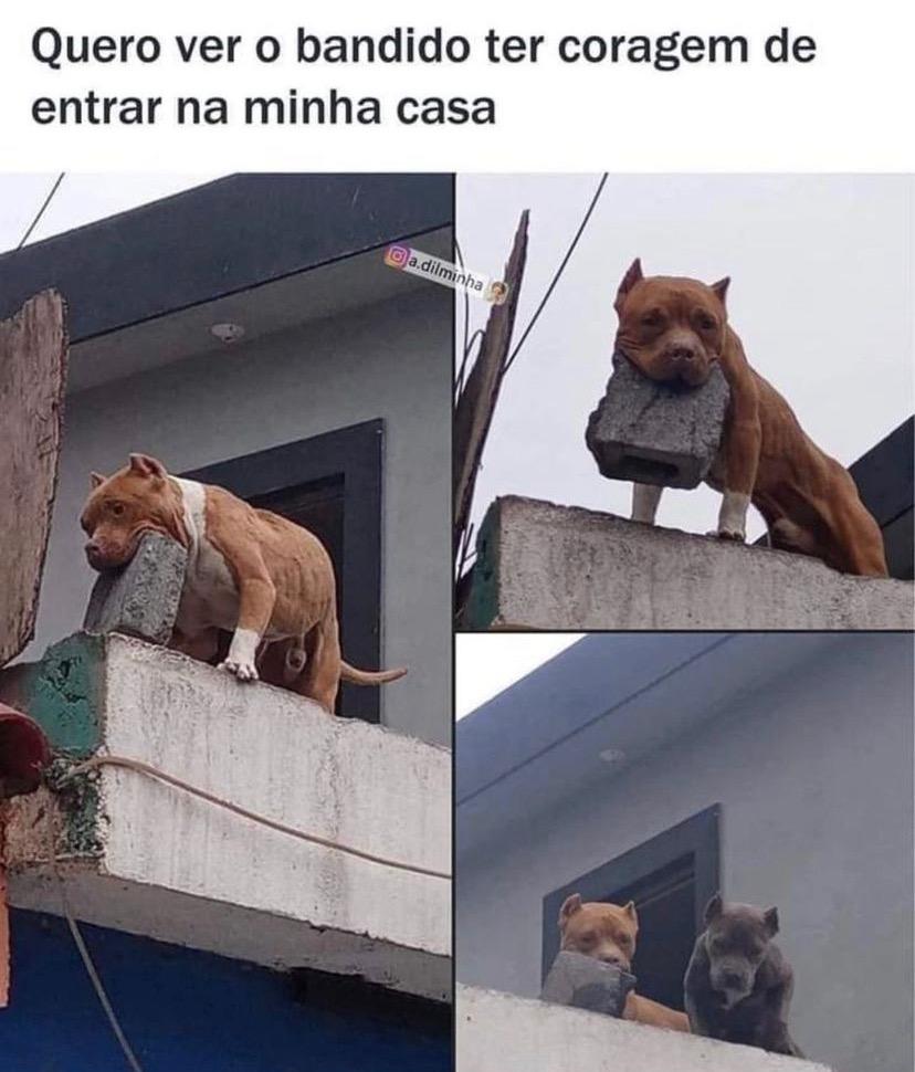 Quero ver roubarem agora