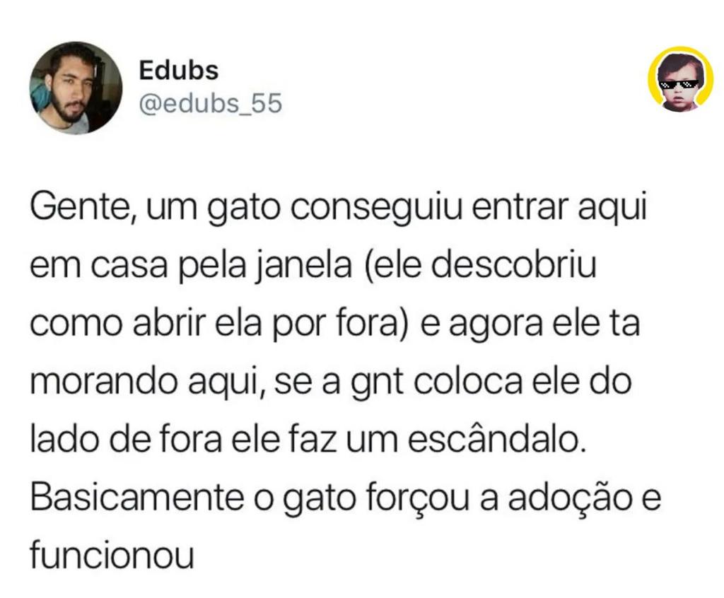 O gato forçou a adoção kkk