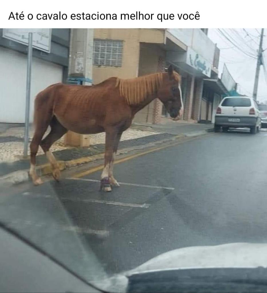 Até o cavalo sabe estacionar melhor que eu