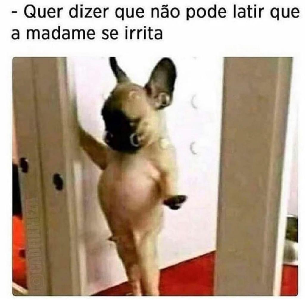 Não pode latir que a madame se irrita