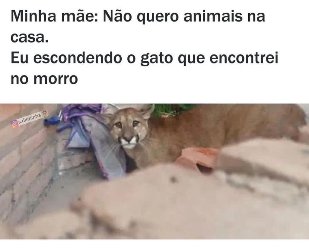Só um gatinho, mãe