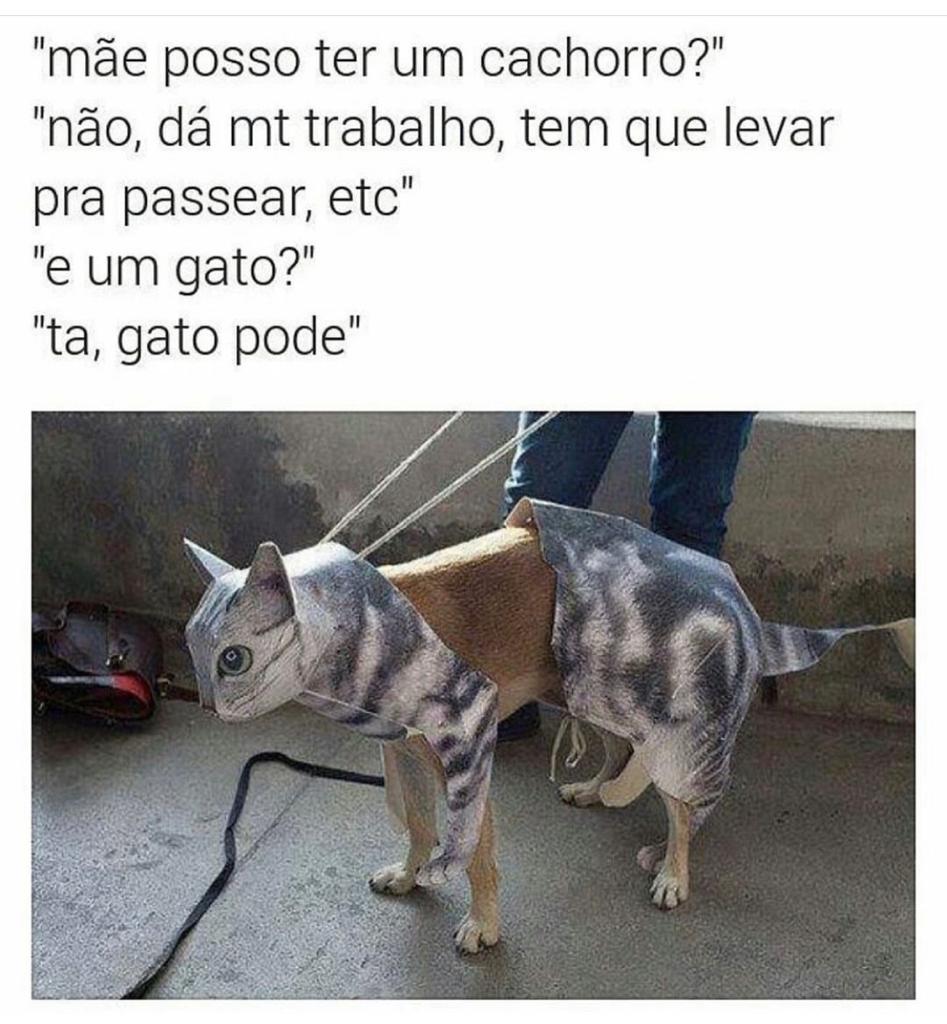 Gato pode