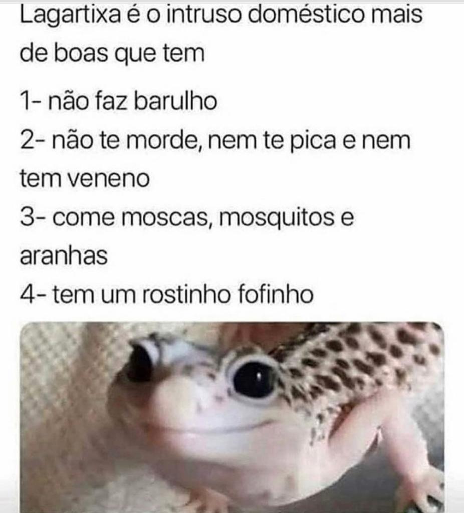 Largatixas fofinhas