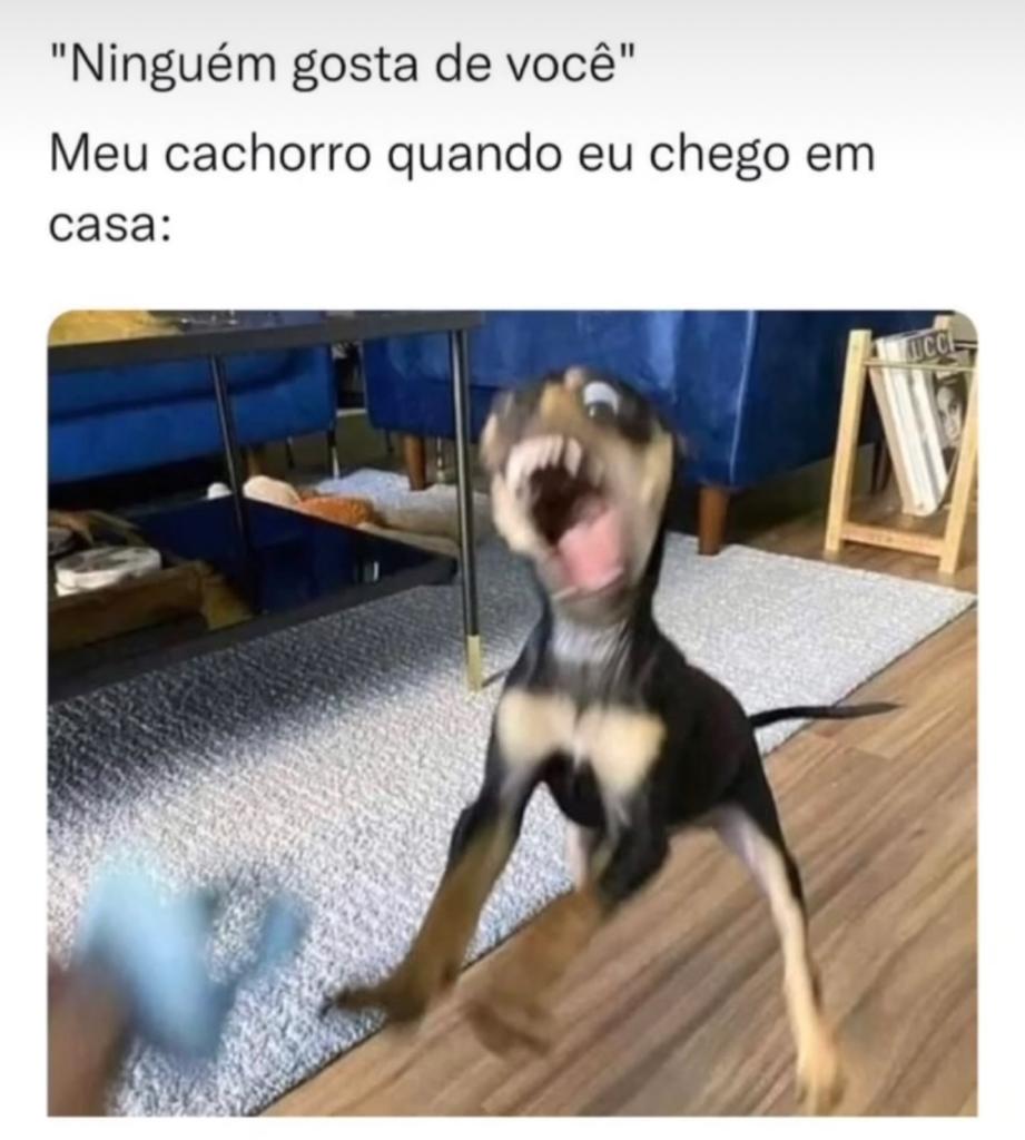 Meu cachorro gosta