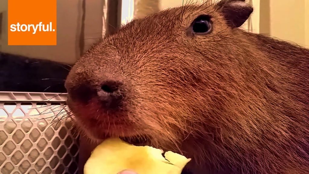 Vídeo Que Fofura Capivara Viraliza Na Web Ao Comer Maçã Perrengue Mato Grosso 6159