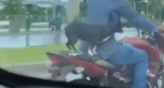 cachorro garupa moto