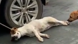 cachorro Jaciara