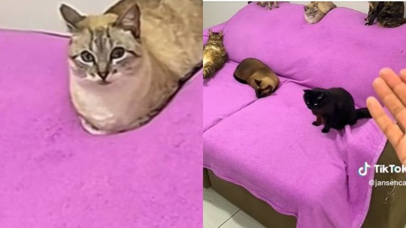 Tutor Faz Grande Revelação Para Seus Gatos E Reação Dos Animais Diverte Web Veja Vídeo 1658