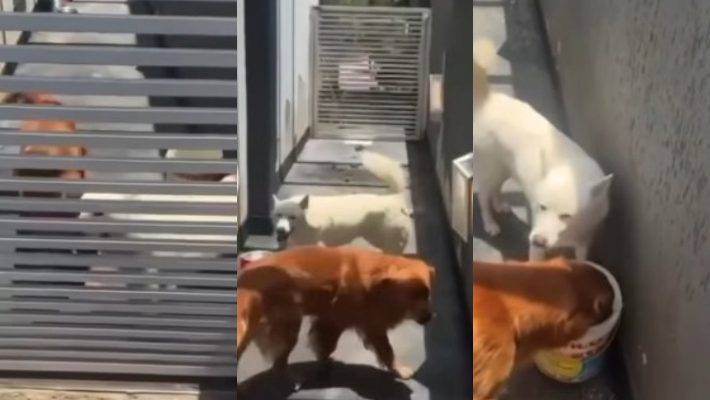 Vídeo: Gato surpreende tutora gringa ao falar em português: 'é brasileiro