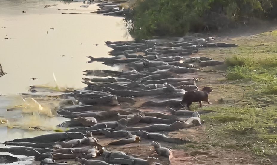 Capivara relaxa ao lado de jacarés na Transpantaneira