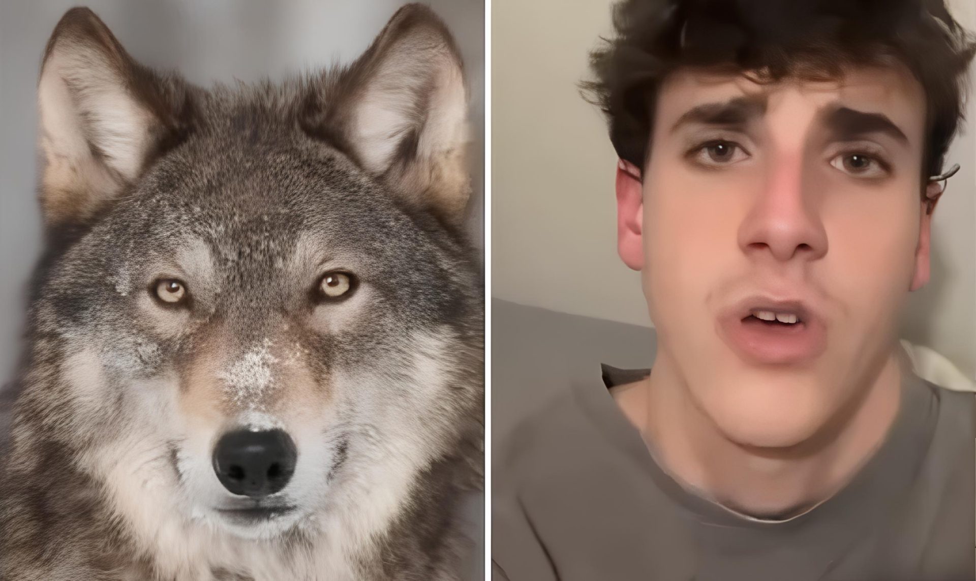 Jovem brasileiro se identifica como therian entendendo a complexa
