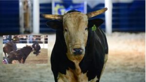 Touro mais valioso do Brasil ataca fotógrafo em rodeio; veja vídeo