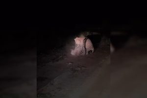 Onças são flagradas em confronto no Pantanal; veja vídeo