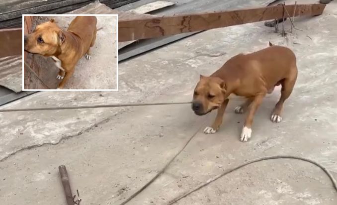 Pit-bull dá “mãozinha” para tutor em obra e viraliza