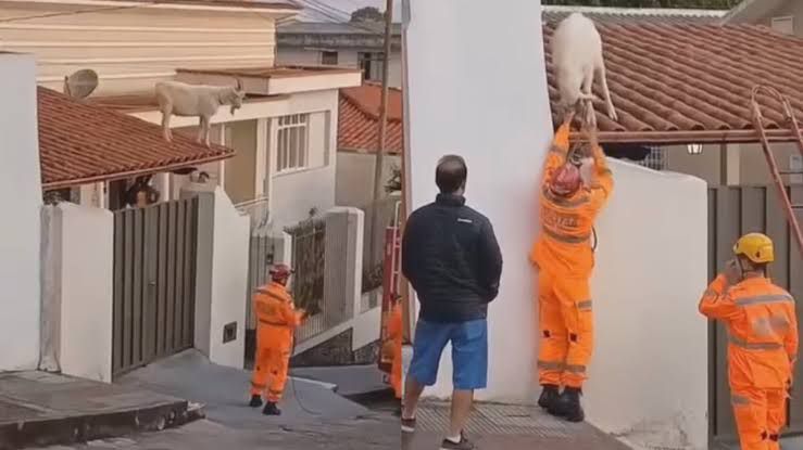Bode sobe em telhado de casa e é resgatado pelos bombeiros