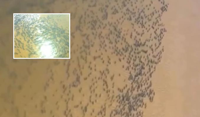 Influenciador de pesca flagra cardume gigante no rio Araguaia