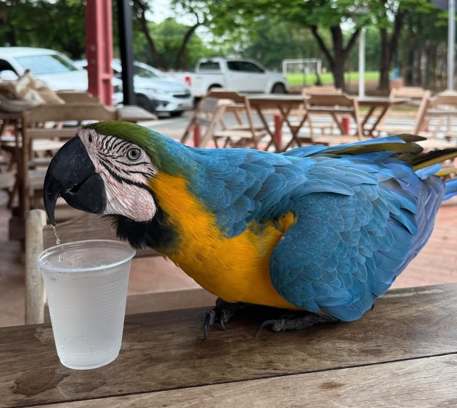 Casal Se Encanta com Arara-Canindé