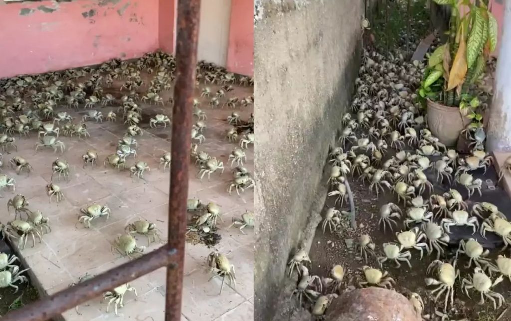 Moradores mostram casas durante rota migratória de caranguejos