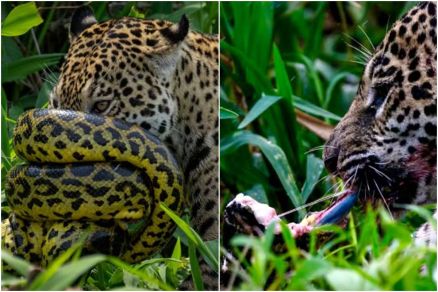 Conflito selvagem agita o coração do Pantanal
