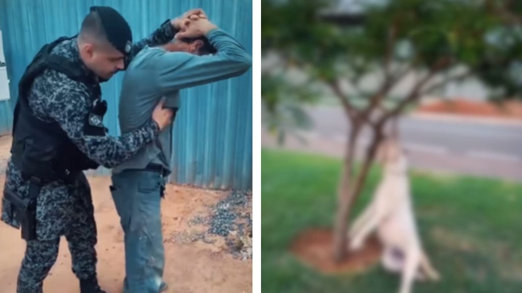 Cachorro é encontrado morto e pendurado em árvore em Sorriso; veja vídeo