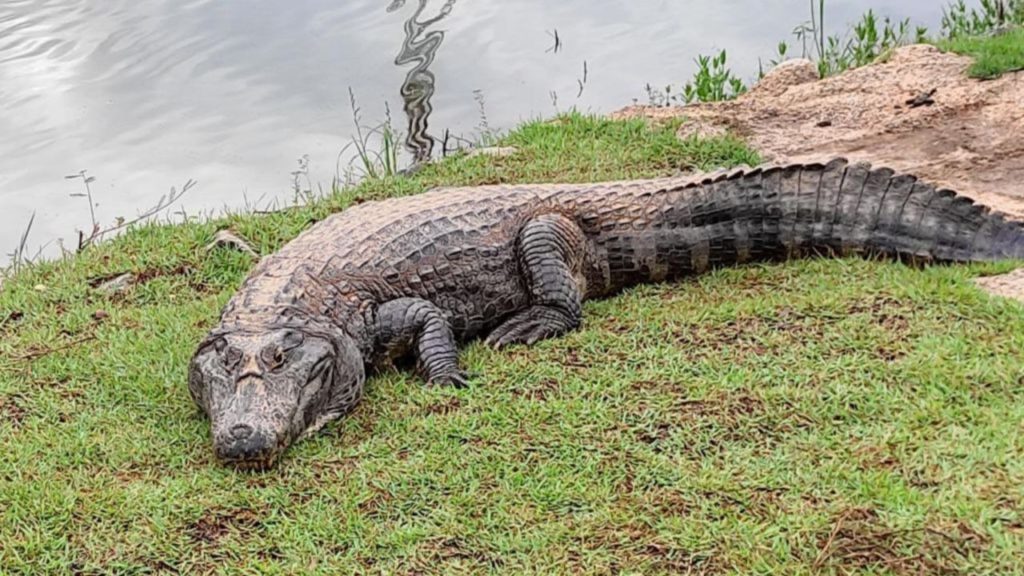 Prefeitura anuncia protocolo de segurança após jacaré “Celso” ser visto fora da lagoa no Parque das Águas; veja vídeo