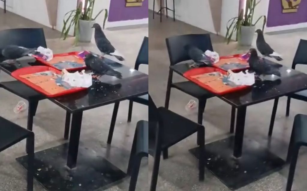 Pombos invadem praça de alimentação da Rodoviária