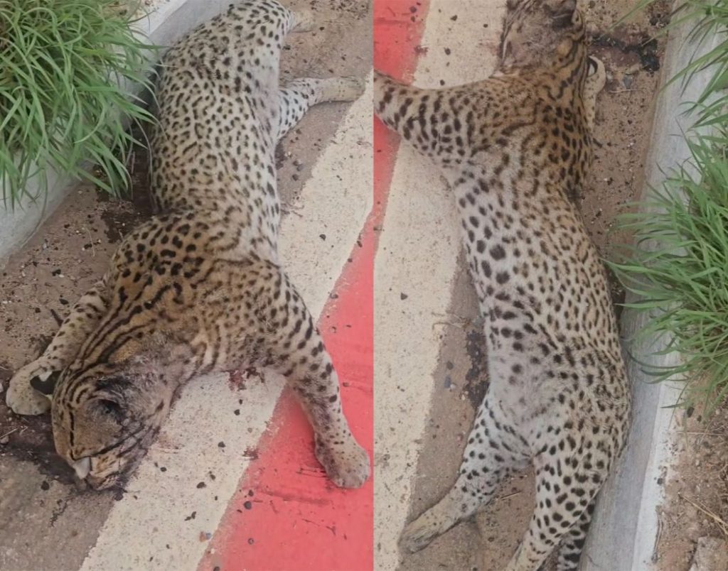 OM REDATOR disse: Ciclistas Encontram Filhote de Jaguatirica Morto na MT-251