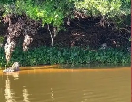Três Gerações de Onças no Pantanal