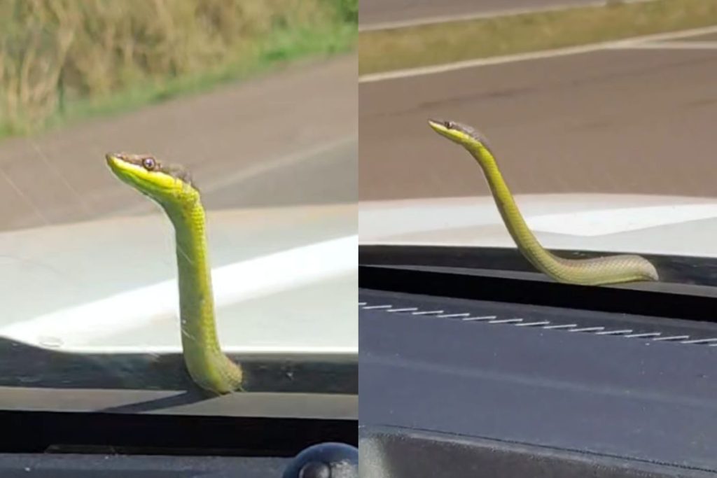 Cobra “pega carona” em capô de ambulância e surpreende socorristas durante resgate
