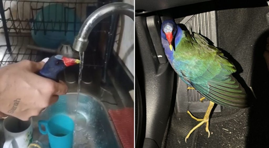 Casal resgata ave ferida e descobre espécie rara com ajuda de IA