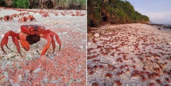 Milhões de caranguejos vermelhos migram na Ilha Christmas